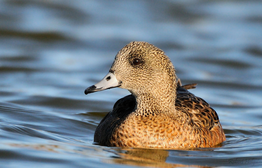 American Wigeon (Female)
