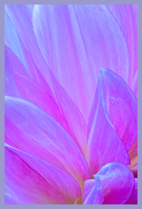 Dahlia 