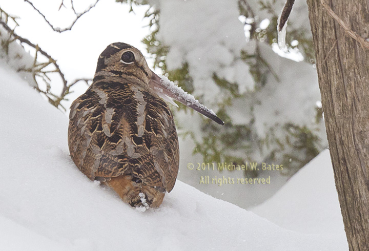 Woodcock in Snow