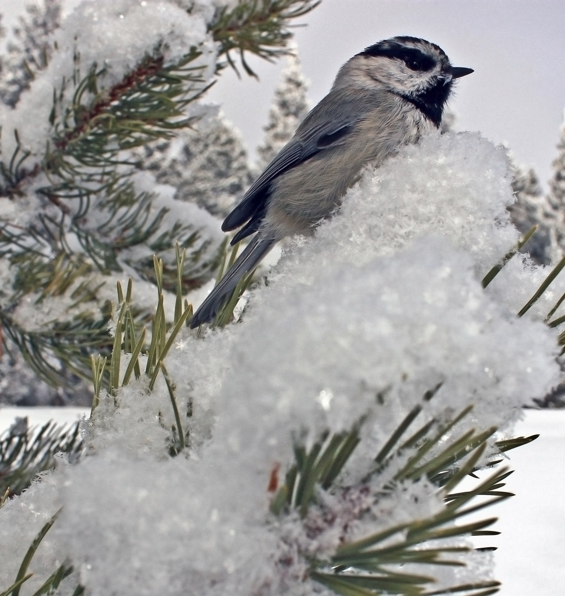 New Snow