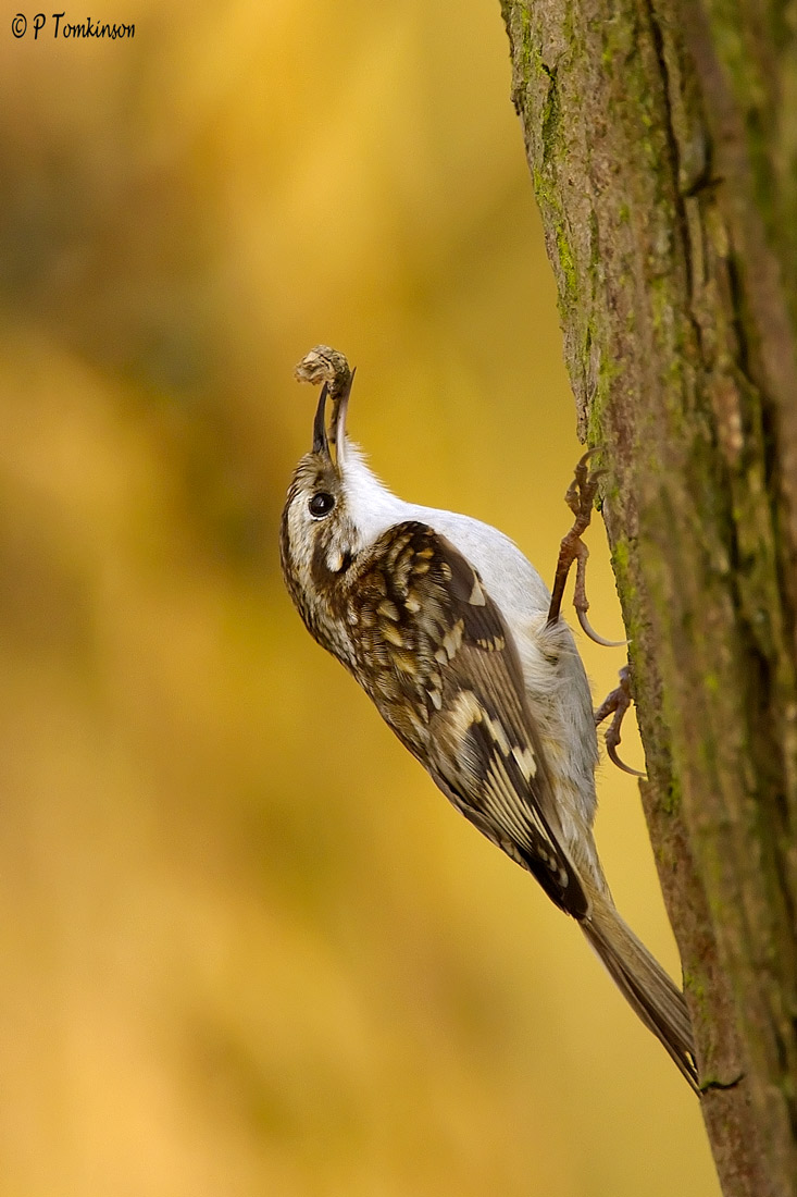 Tree creeper