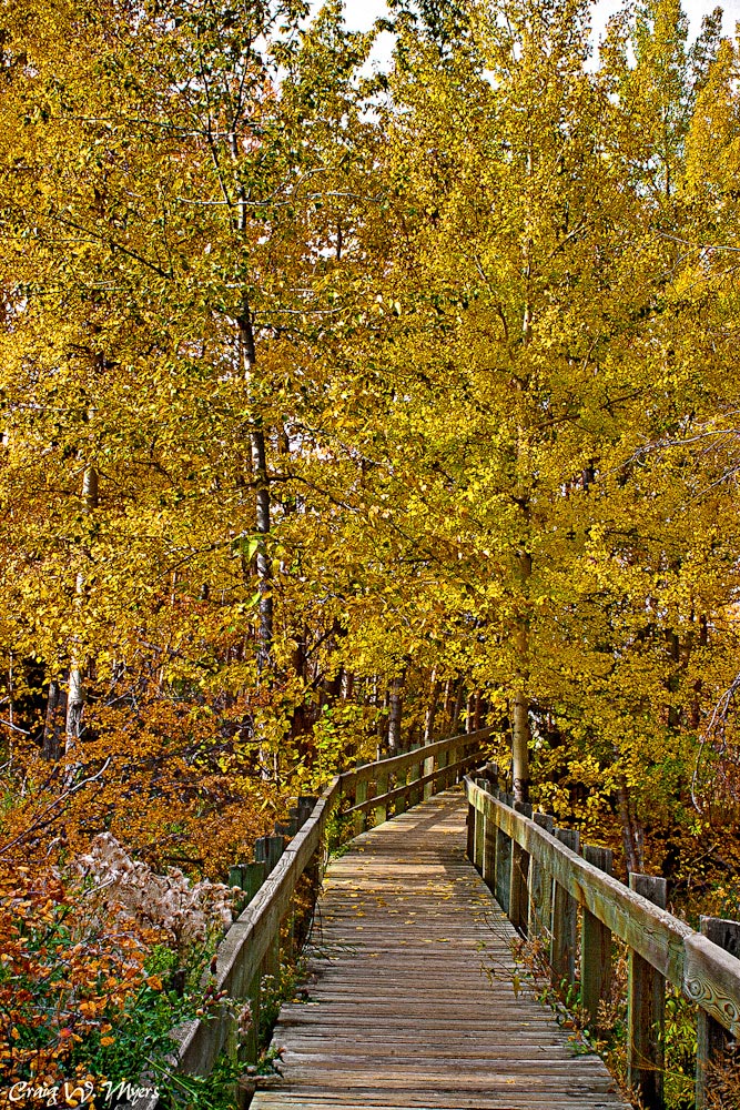 A Promise of Gold