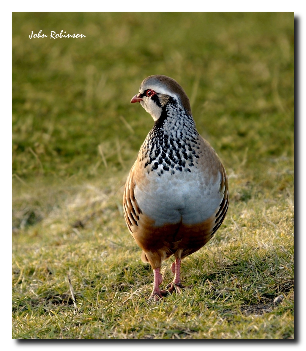 Une Partridge Francaise