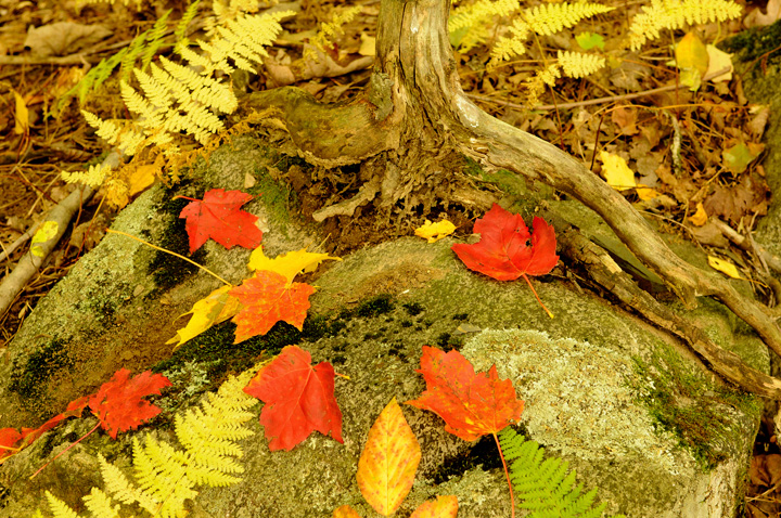 Forest Threshold  Repost