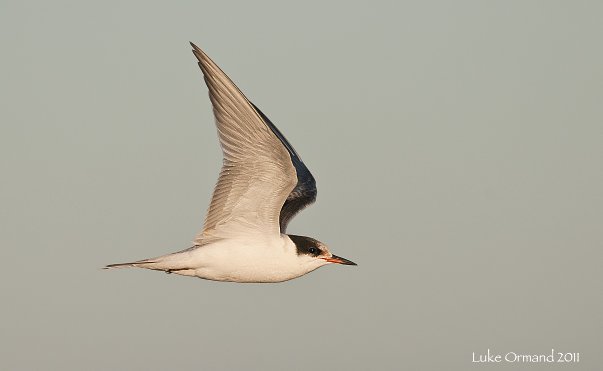 Juv. Common Tern