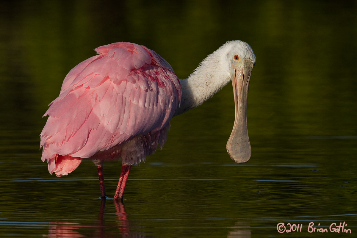 Spoonbill w/ REPOST