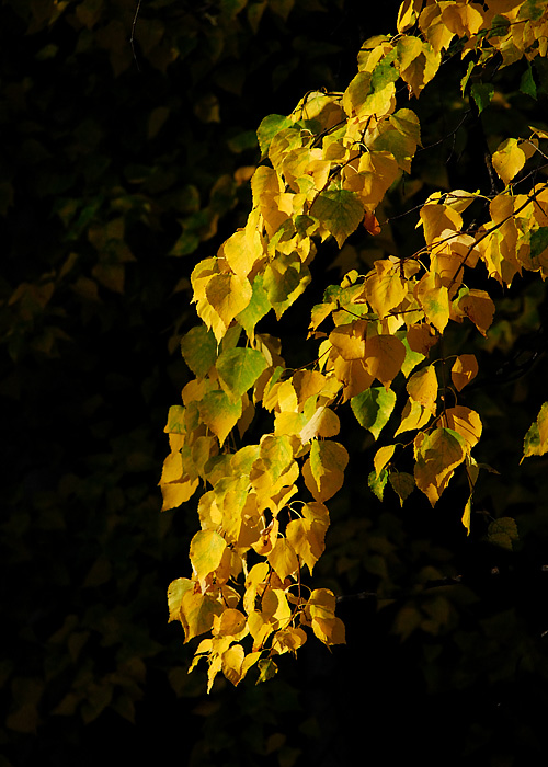 Tiers of Gold