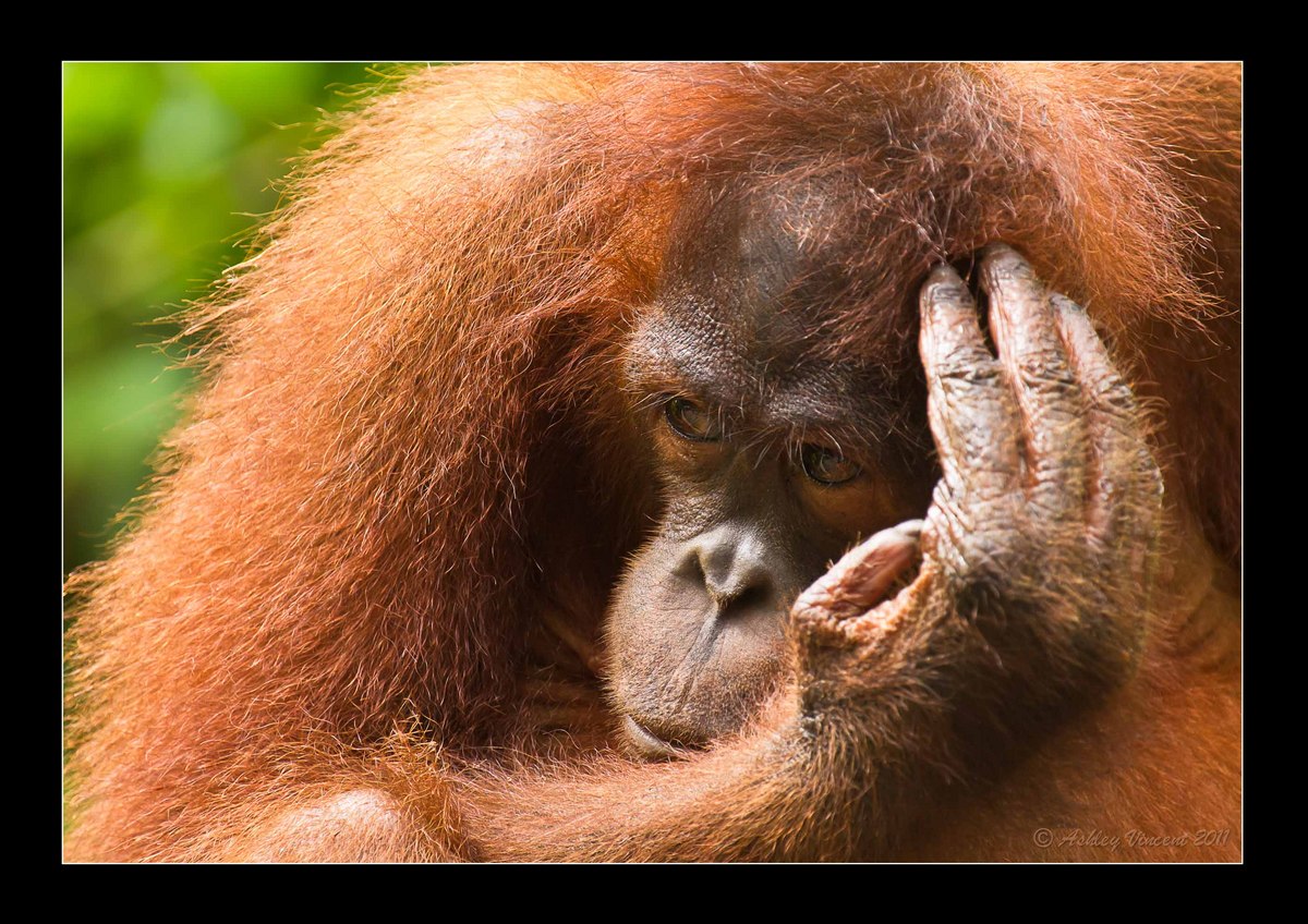 Orangutan #2