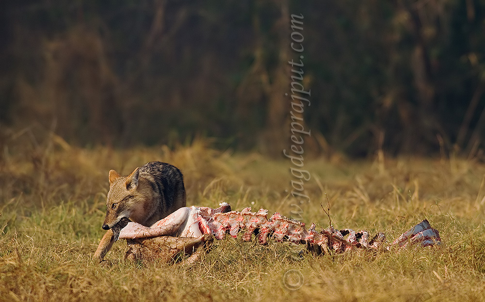 Jackal on a kill