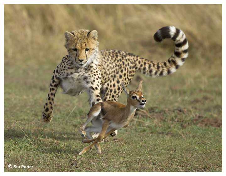 The chase !
