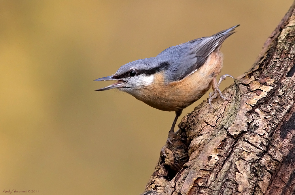 Nuthatch