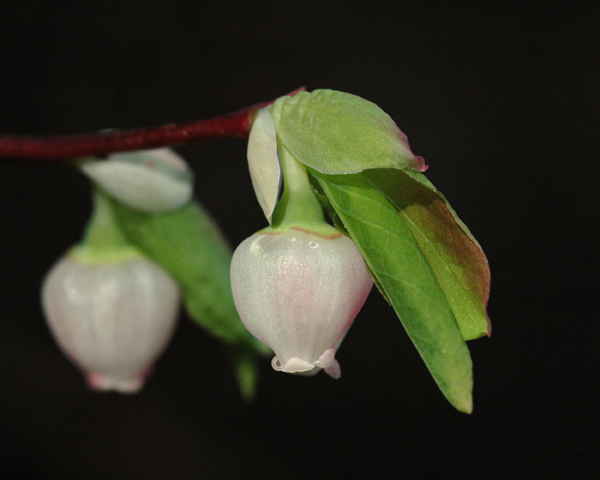 Early Blueberry (edited)