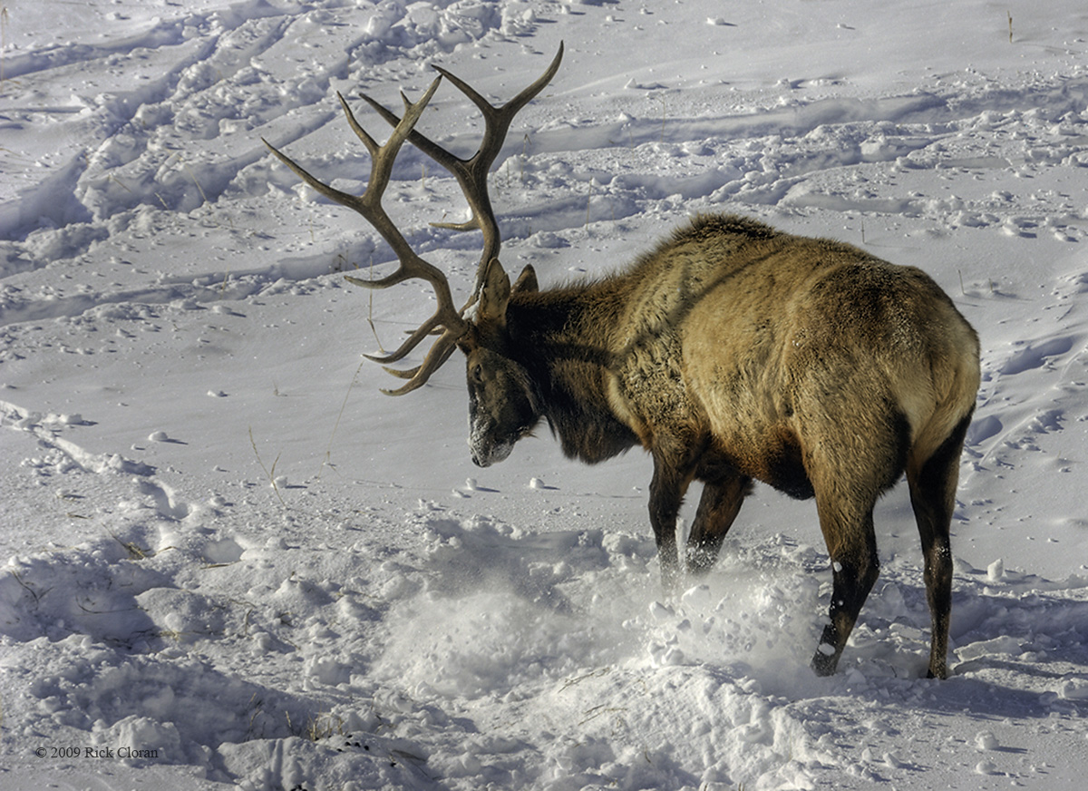 Winter Elk Foraging