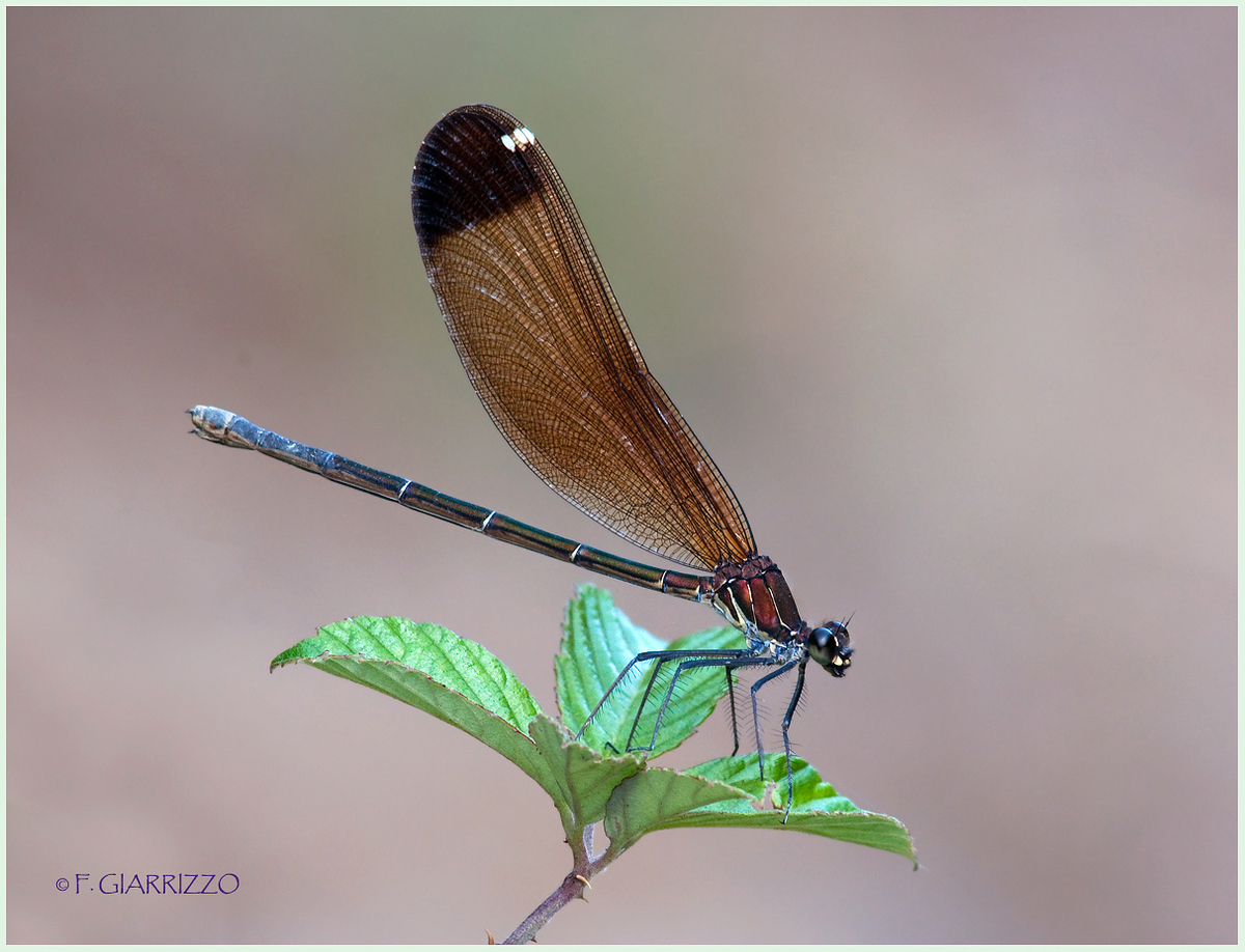 Resting damselfly