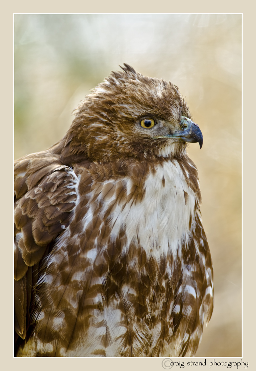 Distracted Red Tail