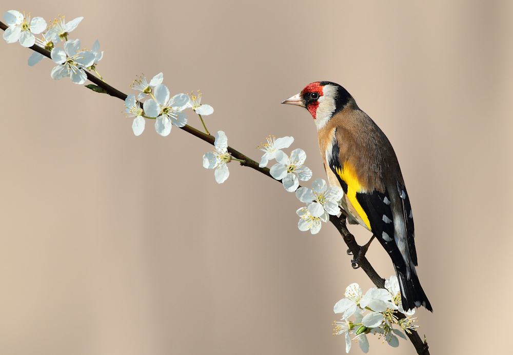 Goldfinch