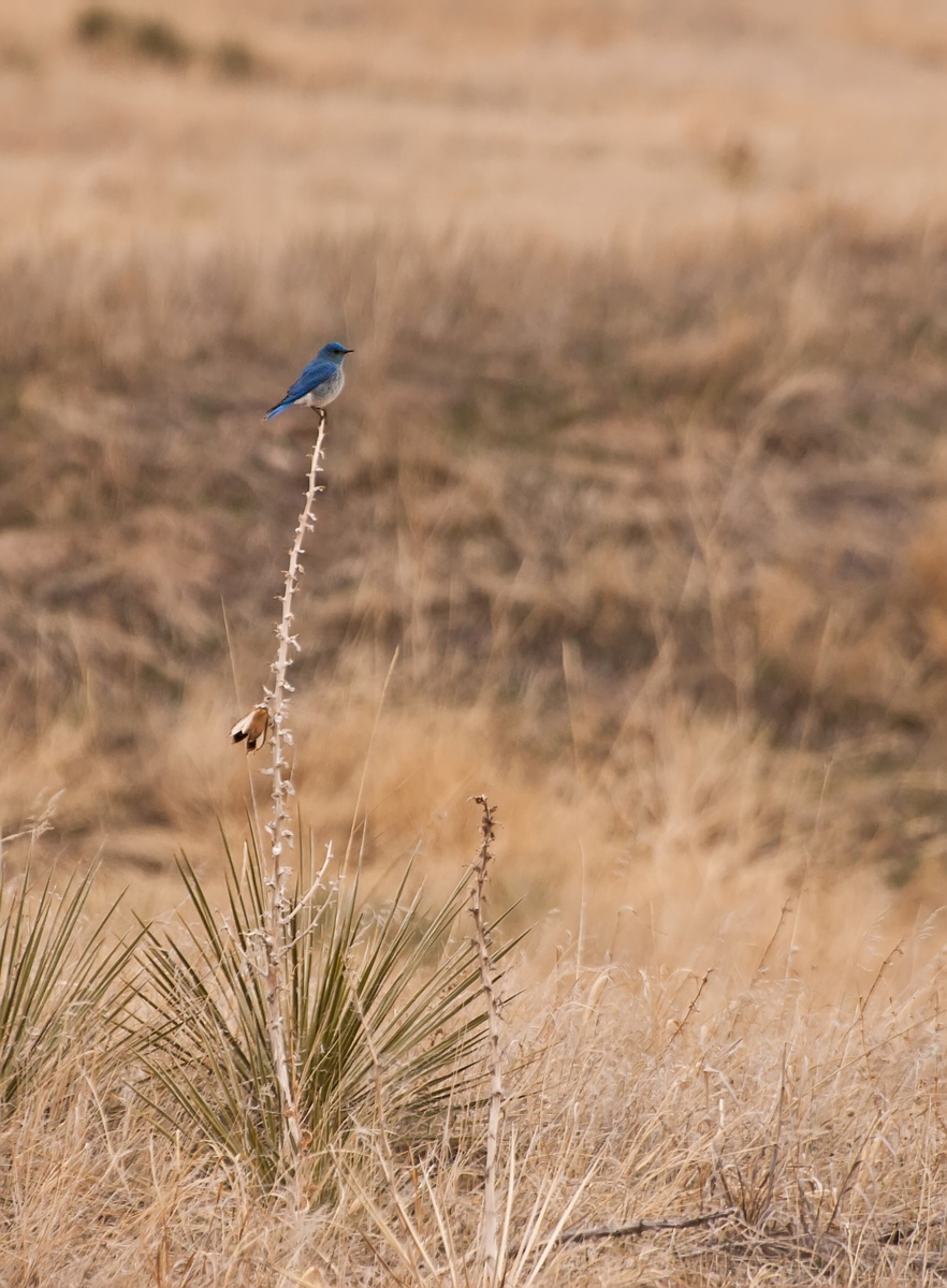 Blue Bird of Spring