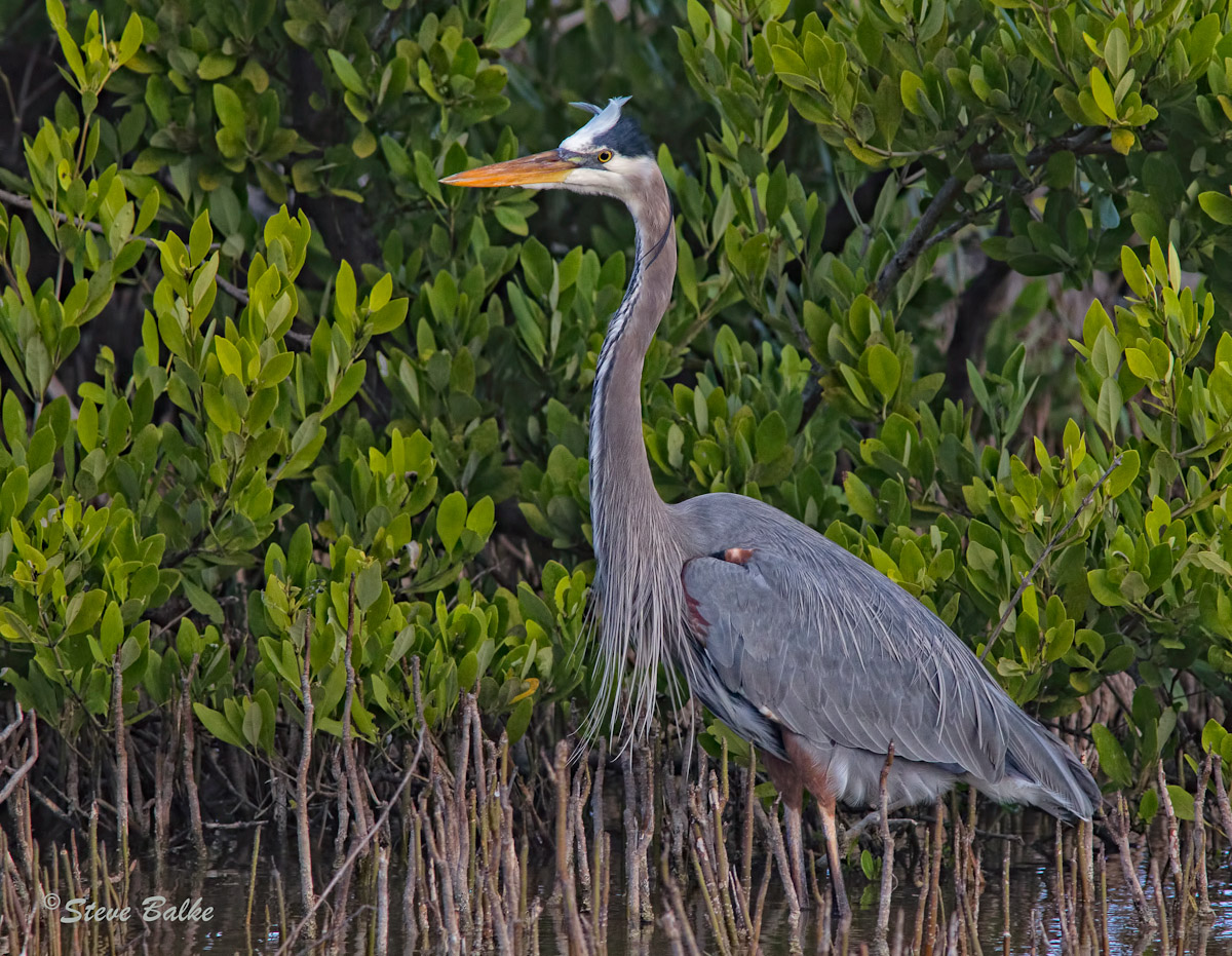 GBH
