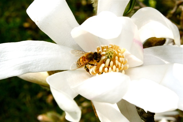 A Bee