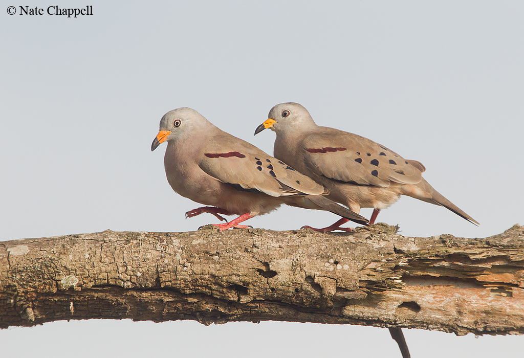 Croaking Ground Doves