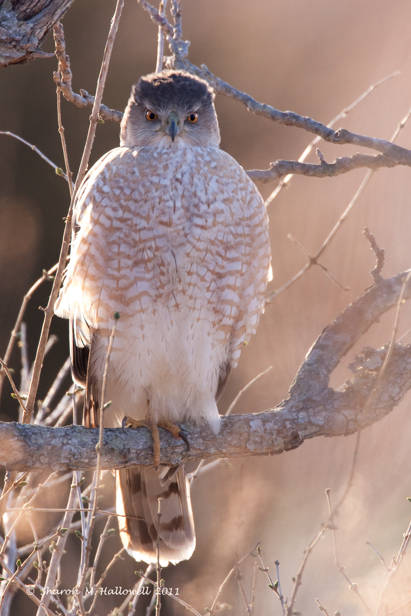 Backlit Coopers Hawk