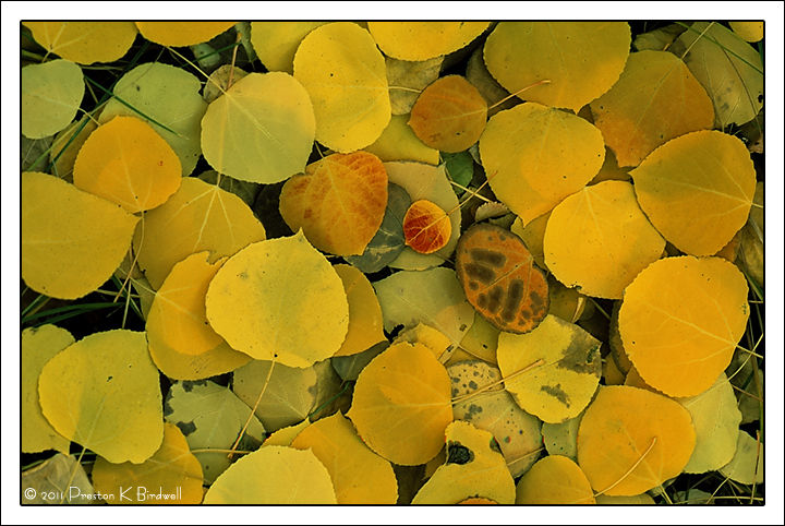 One Red Leaf