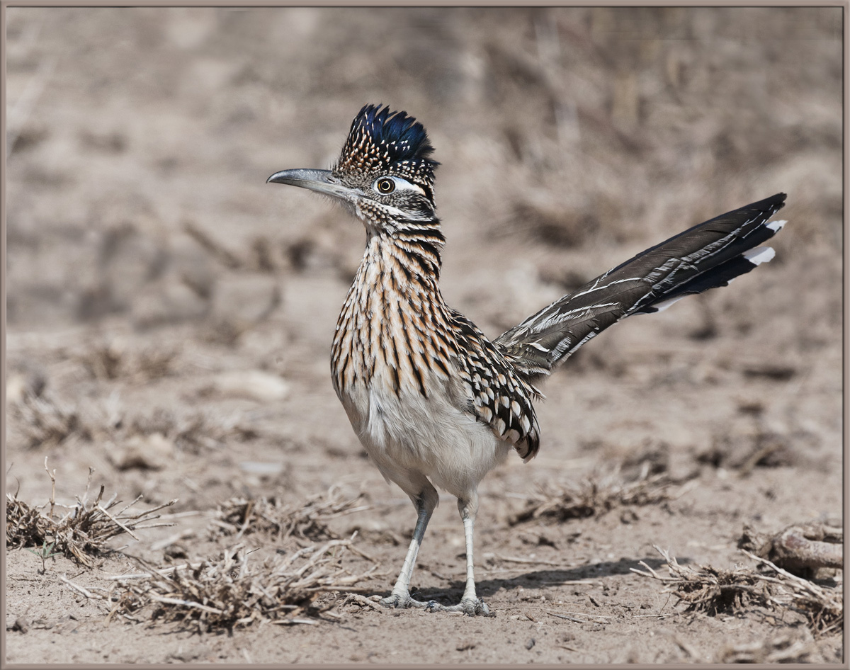 Roadrunner