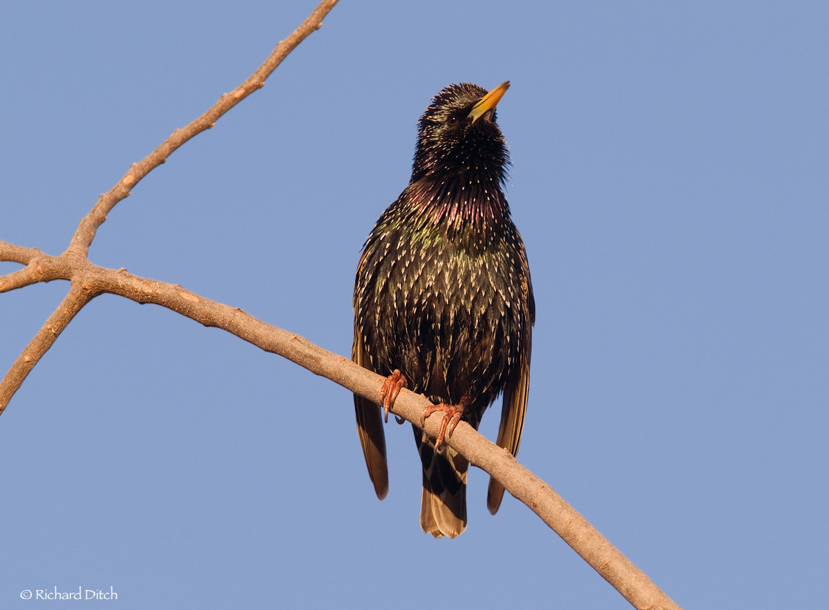 European Starling