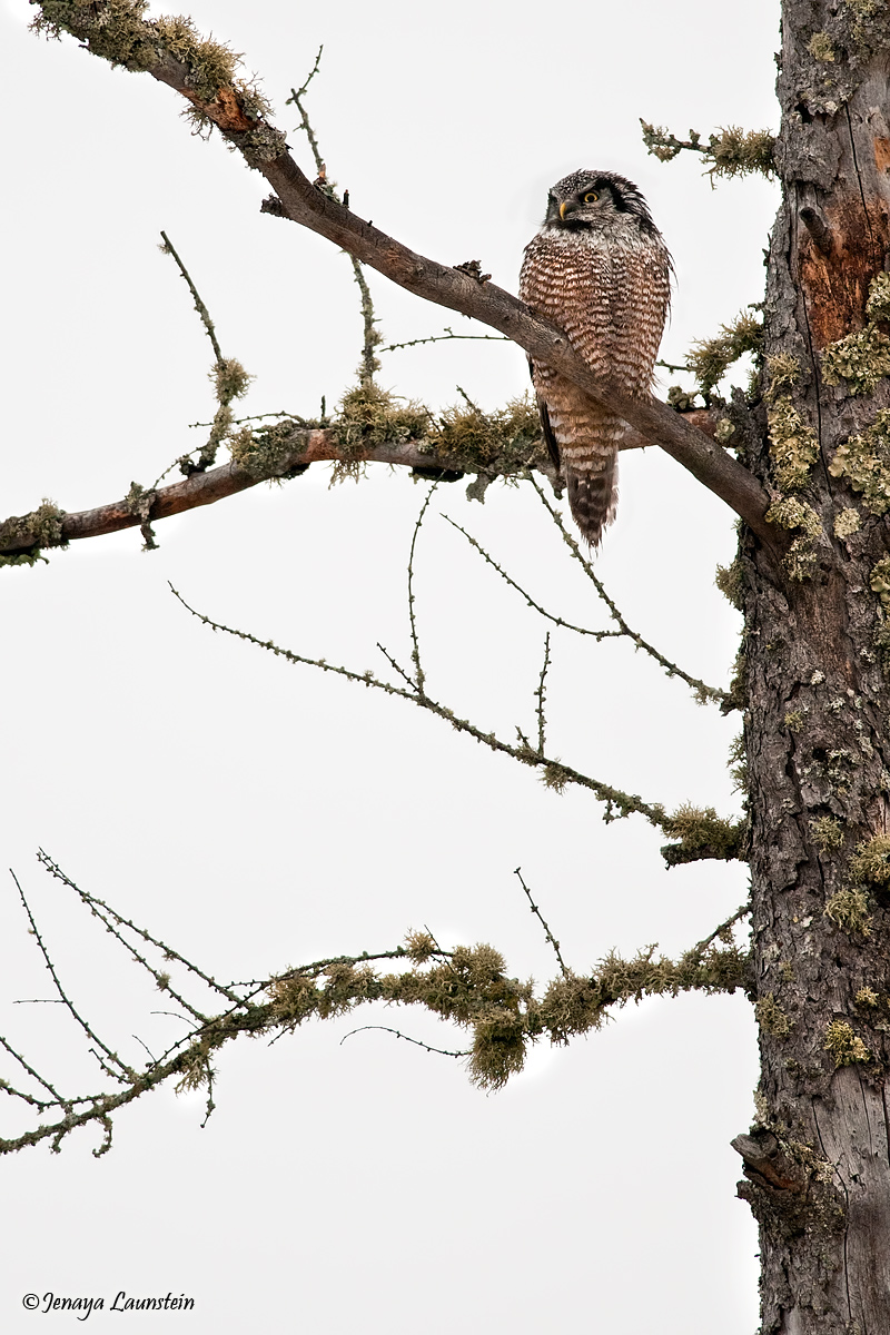 Female Northern Hawk Owl