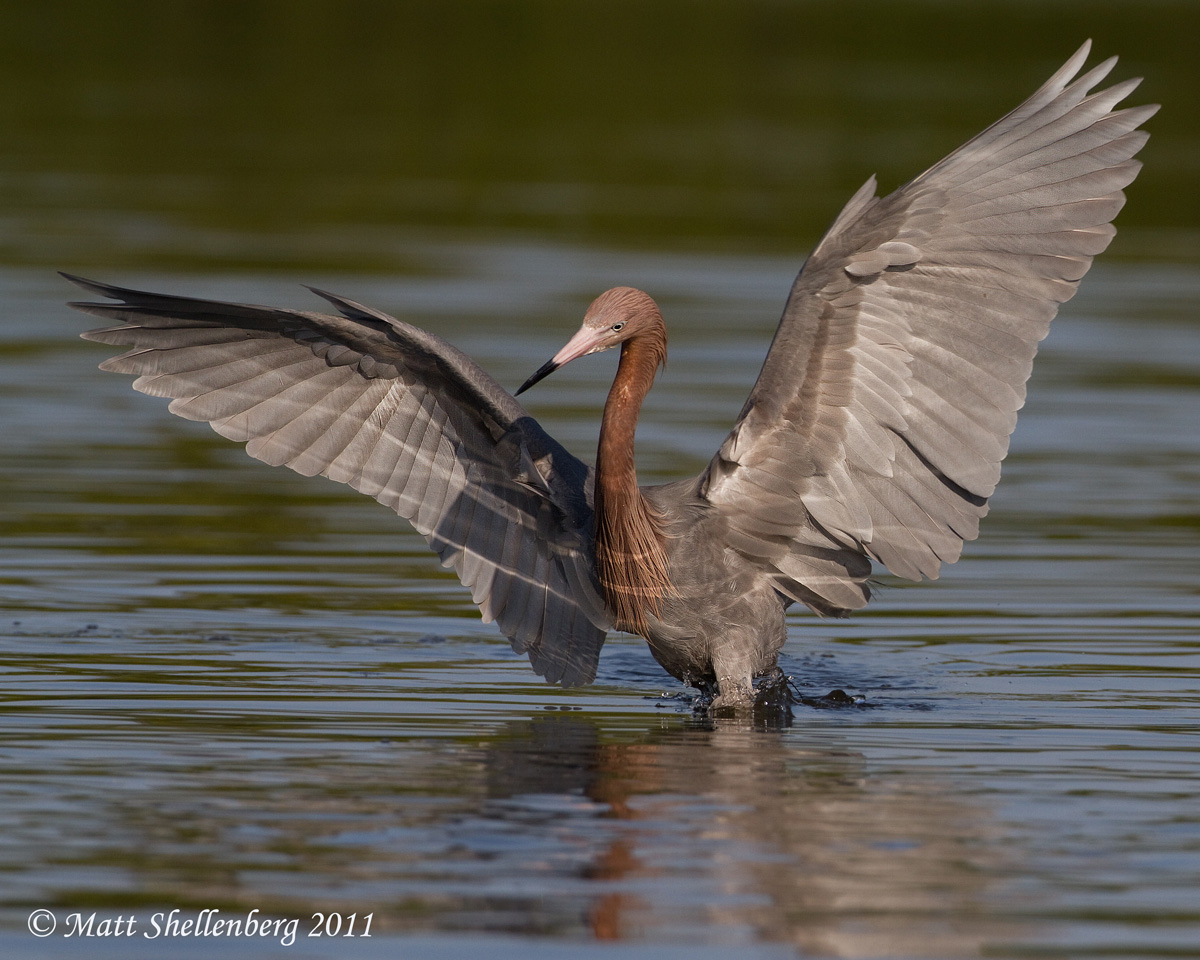 Reddish Egret