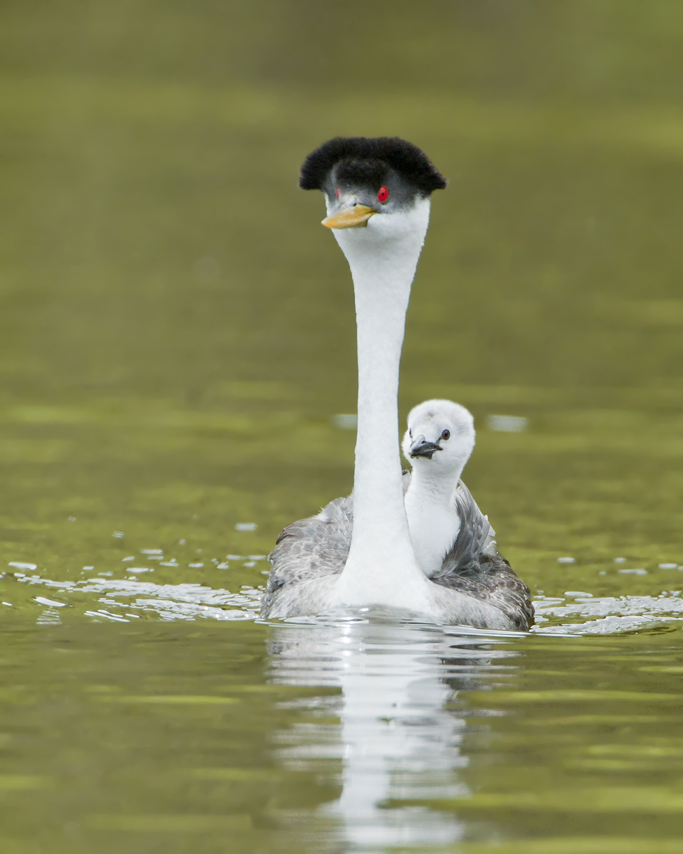 Western Grebes