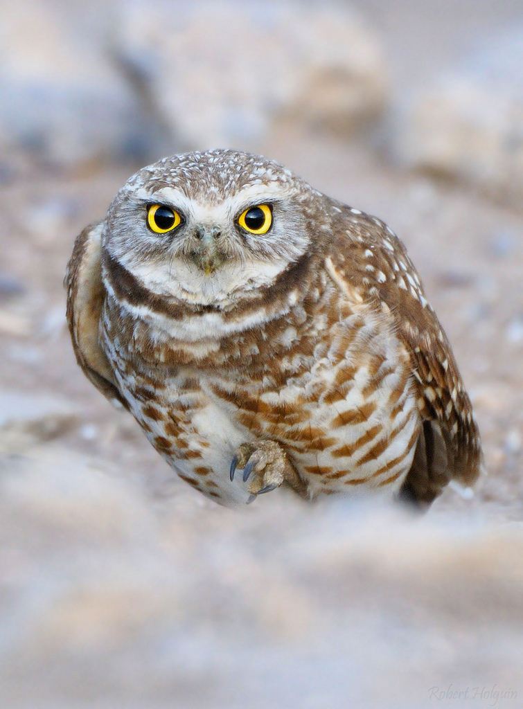 Burrowing Owl