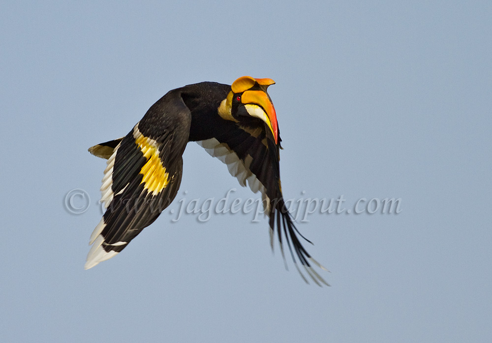 Great Hornbill