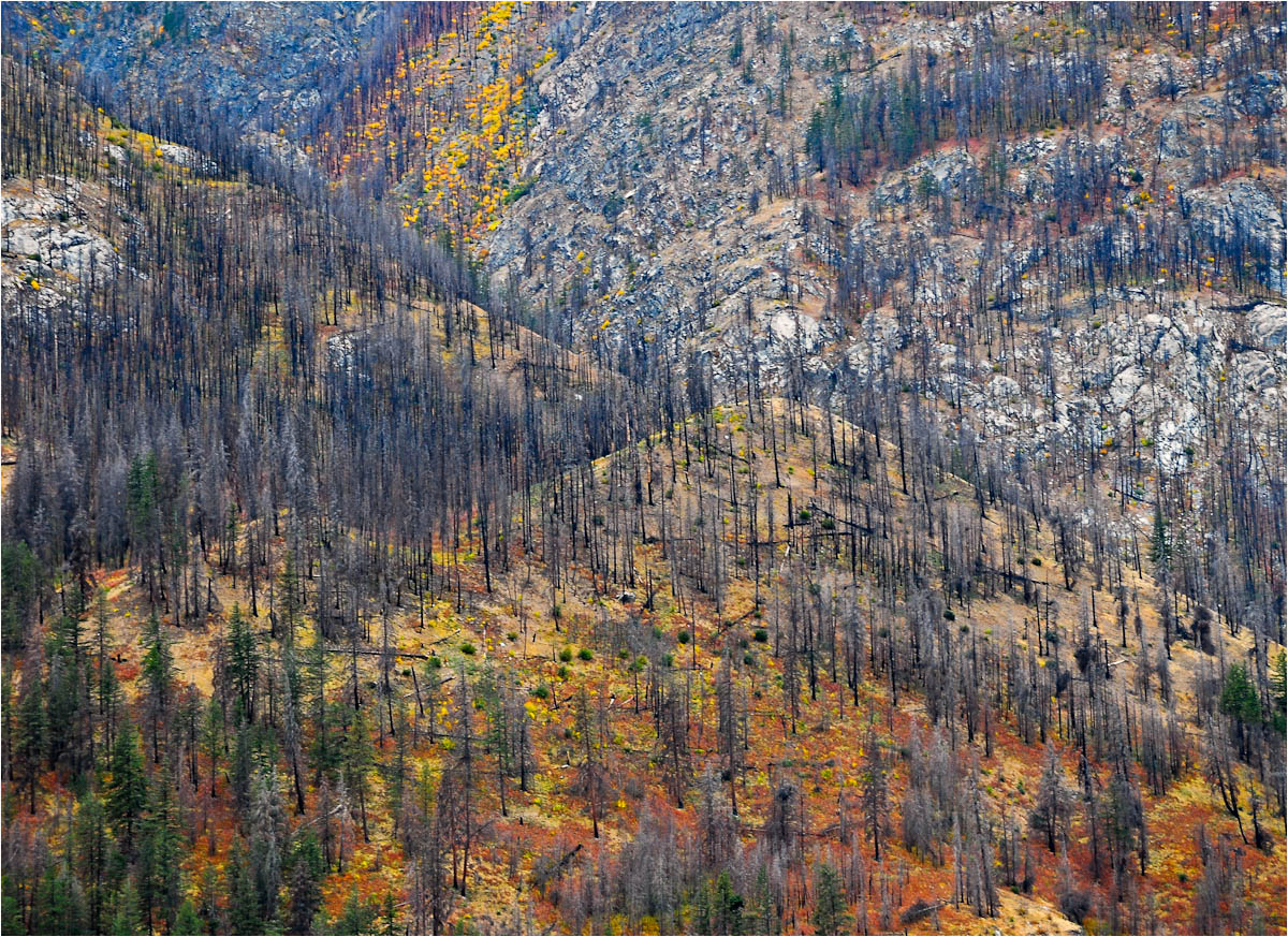 Recovering after a fire