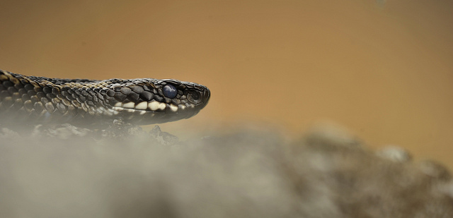 Adder
