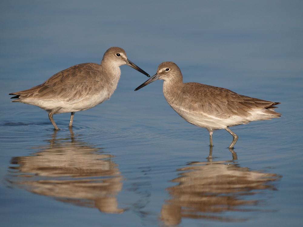 Pair of Willets
