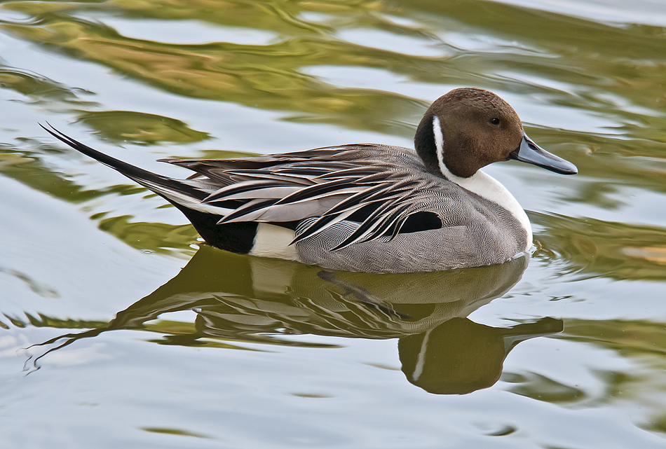 Northern Pintail (Male) with re-post.