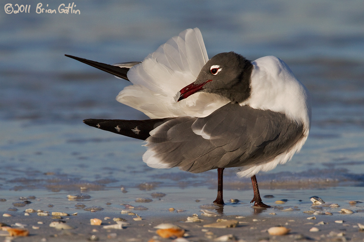 Preening Laughing Gull