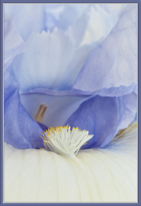 Iris 42