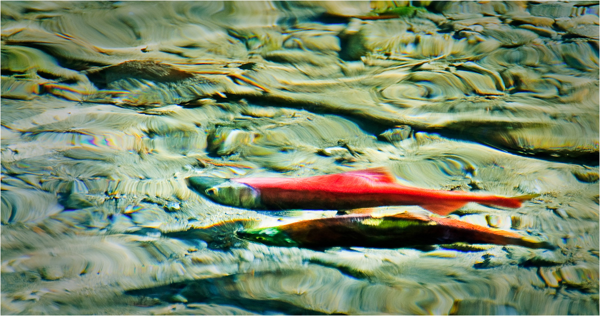 Kokanee salmon return ho