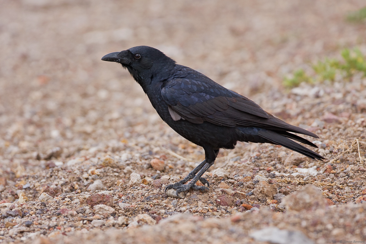 Little Crow