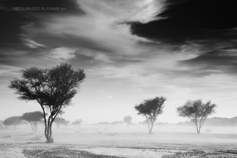 Windy Day