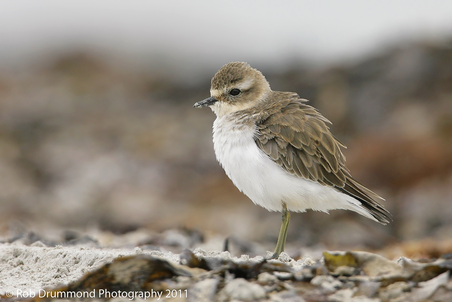 Double-banded Plover