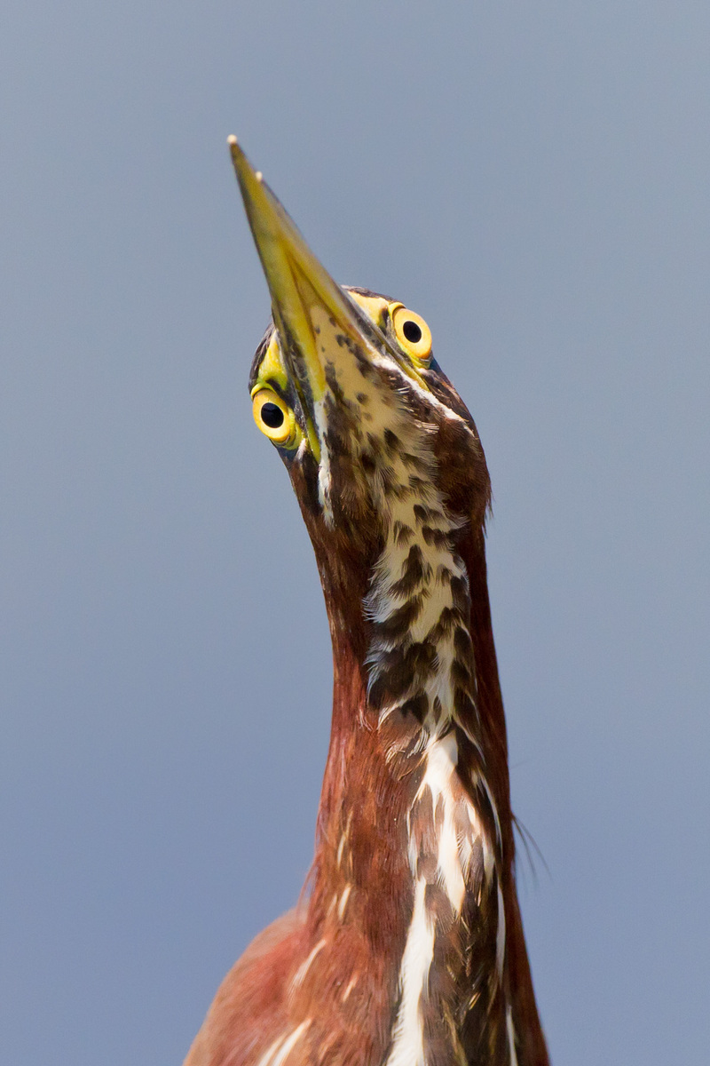 Bug Eyes