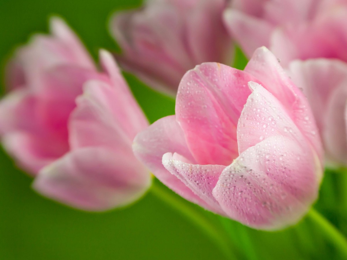 Dew Lips