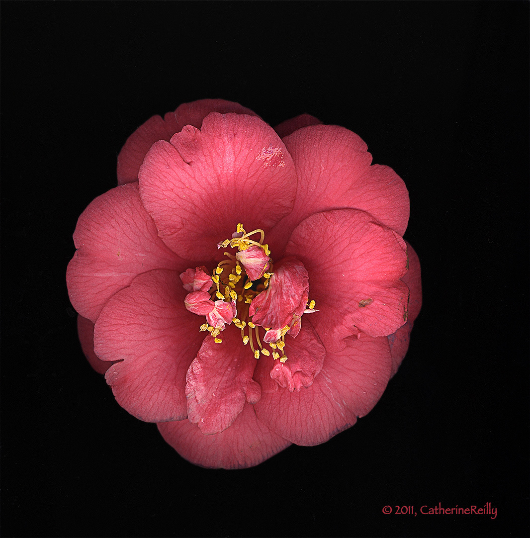 Scanned Camellia