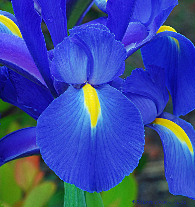 Iris311
