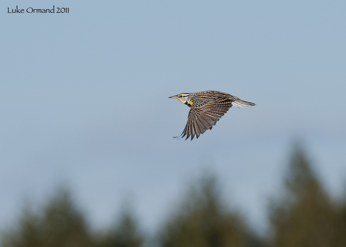Eastern Meadowlark
