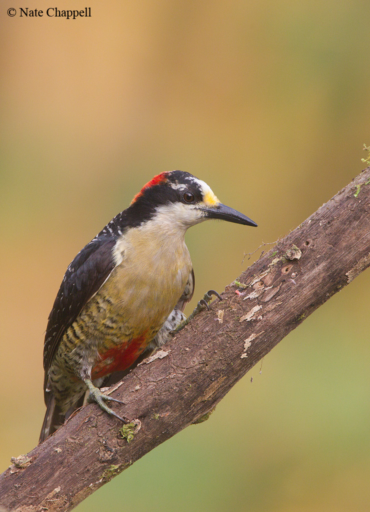 Black-cheeked Woodpecker