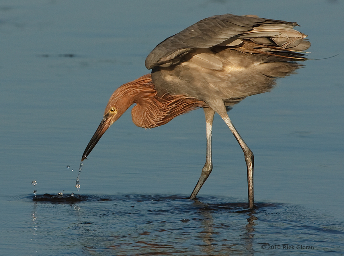 Reddish With Minnow